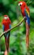 Scarlett Macaw Birds