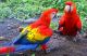 Scarlett Macaw Birds for sale in Huntsville, AL, USA. price: NA