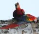 Scarlett Macaw Birds for sale in Boston, MA, USA. price: NA