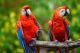 Scarlett Macaw Birds for sale in Los Angeles, CA, USA. price: $500