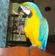 Scarlett Macaw Birds for sale in Bellevue, KY, USA. price: NA