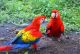 Scarlett Macaw Birds for sale in Houston, TX, USA. price: NA