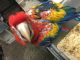 Scarlett Macaw Birds for sale in Seattle, WA, USA. price: NA