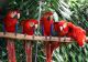 Scarlett Macaw Birds for sale in Idaho Falls, ID, USA. price: NA