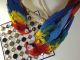 Scarlett Macaw Birds for sale in Swartz Creek, MI 48473, USA. price: NA