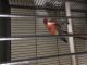 Scarlett Macaw Birds for sale in Jamaica, Queens, NY, USA. price: NA