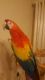 Scarlett Macaw Birds for sale in Edison, NJ, USA. price: NA