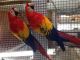 Scarlett Macaw Birds for sale in Pennsylvania Ave NW, Washington, DC, USA. price: NA