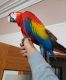 Scarlett Macaw Birds for sale in Pennsylvania Ave, Brooklyn, NY, USA. price: NA