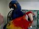 Scarlett Macaw Birds for sale in Kansas City, MO, USA. price: NA