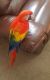 Scarlett Macaw Birds for sale in FL-535, Orlando, FL, USA. price: NA