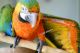 Scarlett Macaw Birds for sale in South Elgin, IL, USA. price: NA