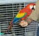 Scarlett Macaw Birds for sale in Lexington, KY, USA. price: NA