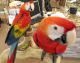 Scarlett Macaw Birds for sale in Los Angeles, CA, USA. price: $1,800