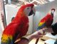 Scarlett Macaw Birds for sale in Houston, TX, USA. price: NA