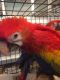 Scarlett Macaw Birds for sale in Sacramento, CA 95820, USA. price: $800