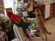 Scarlett Macaw Birds for sale in Calabasas, CA, USA. price: NA