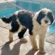 Schapendoes Puppies for sale in Las Vegas, NV, USA. price: NA