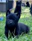 Schipperke Puppies for sale in Sturgis, SD 57785, USA. price: NA