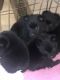Schipperke Puppies for sale in Boyce, Virginia. price: $2,500