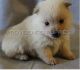 Schipperke Puppies for sale in Los Angeles, CA, USA. price: NA