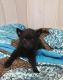 Schipperke Puppies for sale in OR-99W, McMinnville, OR 97128, USA. price: $850
