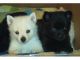 Schipperke Puppies for sale in Chicago, IL, USA. price: NA
