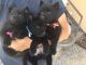 Schipperke Puppies for sale in Española, NM, USA. price: NA
