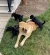 Schipperke Puppies for sale in Navarre, OH 44662, USA. price: NA
