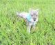 Schnauzer Puppies for sale in Parma, OH 44134, USA. price: $500