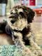 Schnauzer Puppies for sale in Princeton, IL 61356, USA. price: NA