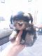 Schnauzer Puppies for sale in Centerville, IA 52544, USA. price: $950