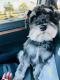 Schnauzer Puppies for sale in Cypress, TX 77429, USA. price: $1,500