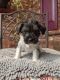 Schnauzer Puppies for sale in McDonough, GA, USA. price: $850