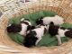 Schnauzer Puppies for sale in Casper, WY, USA. price: $800
