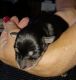 Schnauzer Puppies for sale in Catonsville, MD 21228, USA. price: $1,500