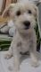Schnauzer Puppies for sale in Frisco, TX 75035, USA. price: NA