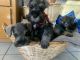 Schnauzer Puppies for sale in Camarillo, CA 93010, USA. price: $1,000