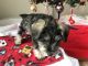 Schnauzer Puppies for sale in Hot Springs, AR, USA. price: $400
