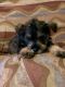 Schnauzer Puppies for sale in Bakersfield, CA, USA. price: $600