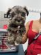 Schnauzer Puppies for sale in Miami, FL 33177, USA. price: $3