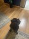 Schnauzer Puppies for sale in Wakefield, MA 01880, USA. price: $5,600