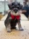 Schnauzer Puppies for sale in Jacksonville, FL, USA. price: NA