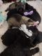 Schnauzer Puppies for sale in Roanoke, VA, USA. price: $900