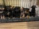 Schnauzer Puppies for sale in Escondido, CA 92027, USA. price: $500