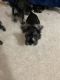 Schnauzer Puppies for sale in Hobart, IN, USA. price: $1,500
