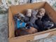 Schnauzer Puppies for sale in Miami, FL, USA. price: $4,004