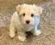 Schnauzer Puppies for sale in Springfield, MO, USA. price: NA