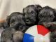 Schnauzer Puppies for sale in Selma, CA 93662, USA. price: NA