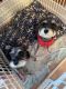 Schnauzer Puppies for sale in 941 Windsor Ln, Dyer, IN 46311, USA. price: $1,800